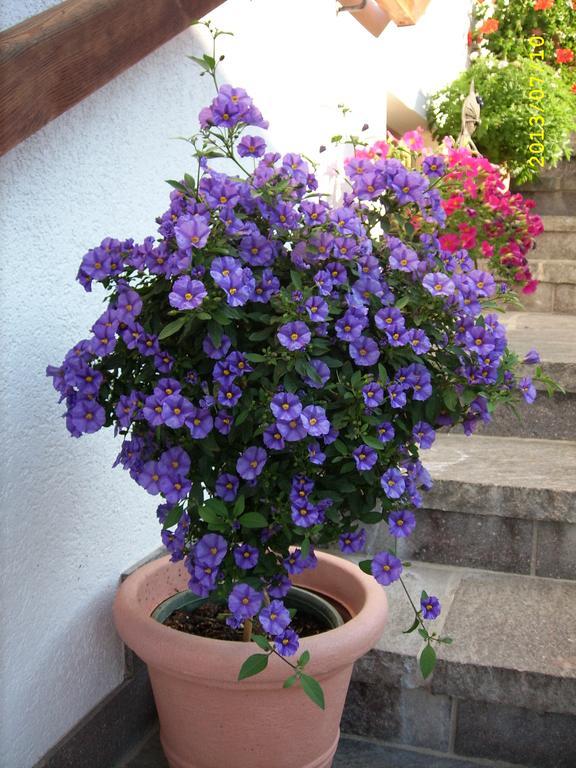 Hotel Haus Gmahblick Ferienwonungen Alpbach Esterno foto